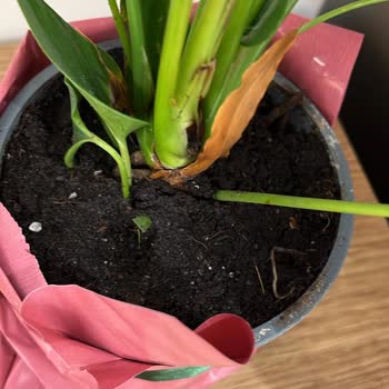 Sipariş Ettiğim Bitki Solmuş Ve Eksik Geldi, Kupon Çözümü Yetersiz