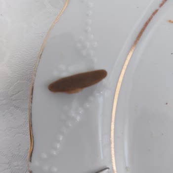 Cevizli İncir Reçelinden Yabancı Cisim Çıktı, İade Talebim Var