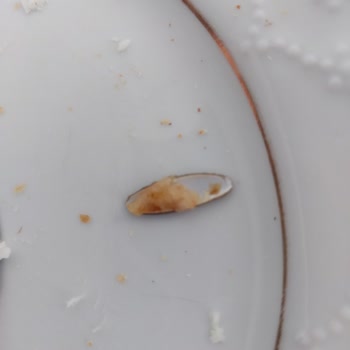 Cevizli İncir Reçelinden Yabancı Cisim Çıktı, İade Talebim Var