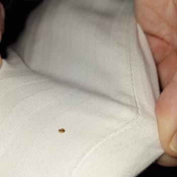 Emin Termal Armutlu'da Tekrarlayan Tahtakurusu Sorunu Ve İlgisiz İşletmeci