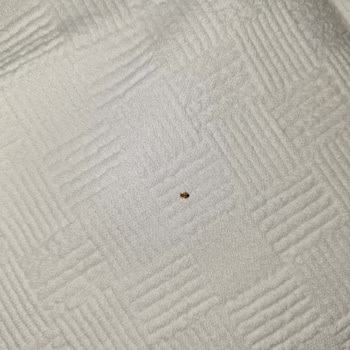 Emin Termal Armutlu'da Tekrarlayan Tahtakurusu Sorunu Ve İlgisiz İşletmeci