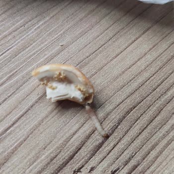 Kaju Paketinde Kurt Çıkması Nedeniyle Mağduriyet Ve Çözüm Talebi