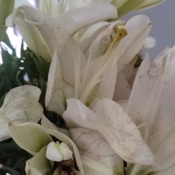 Çiçek Sepeti'nden Solmuş Ve Lekeli Çiçek Teslimatı, Yetersiz Çözüm Ve İade Sorunu