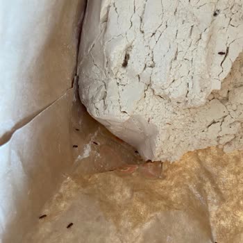 Aldığım Unun İçinden Böcek Çıktı, Mağdur Oldum