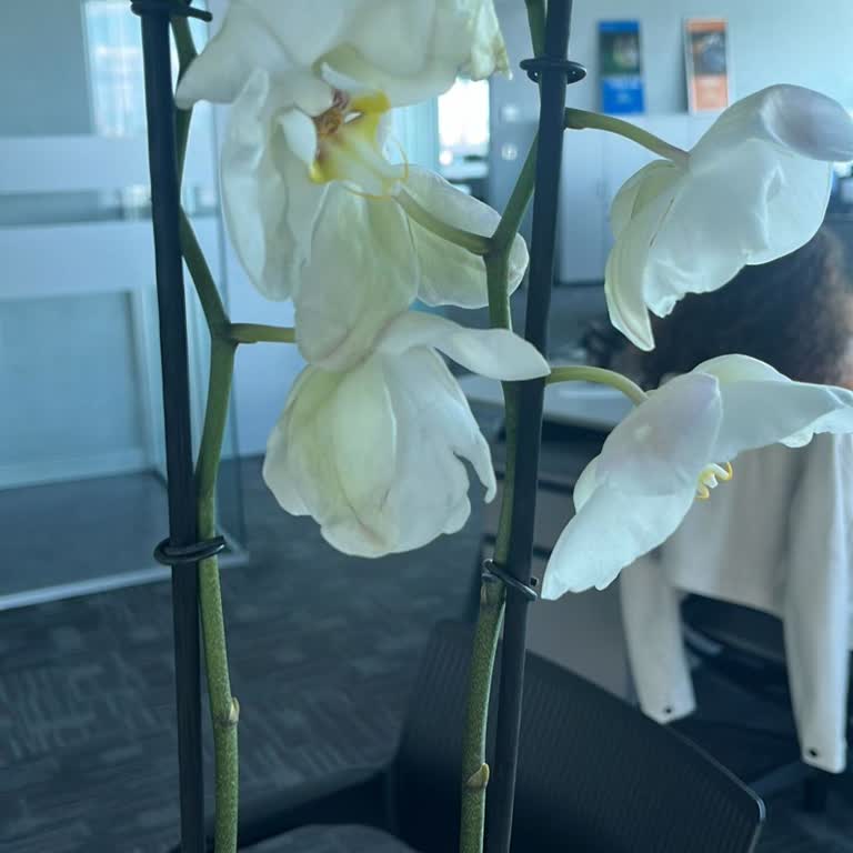 Çiçek Sepeti'nde Kişisel Notun Gizliliği Ve Ürün Kalitesi Sorunu