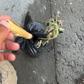 Kusurlu Fidan İçin Trendyol’dan Çözüm Bekliyorum!