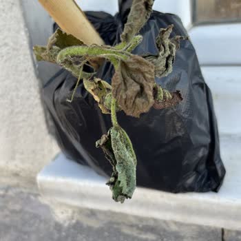 Kusurlu Fidan İçin Trendyol’dan Çözüm Bekliyorum!