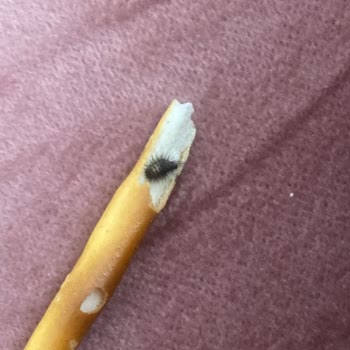 Çubuk Kraker Paketinde Böcek Çıkması Nedeniyle Sağlık Endişesi Yaşadım