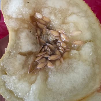 Bozuk Ürün Ve Yetersiz Destek: Kavun Değişimi Talebim Karşılanmadı