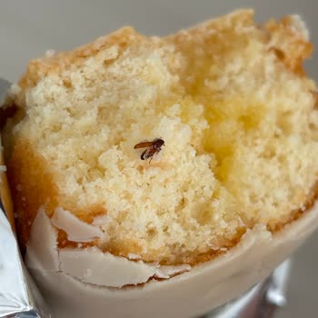 Eti Limonlu Pop Kekte Böcek Şüphesiyle Yaşadığım Hijyen Sorunu