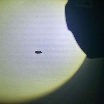 Eti Limonlu Pop Kekte Böcek Şüphesiyle Yaşadığım Hijyen Sorunu