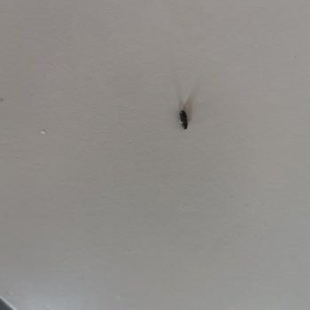 Eti Limonlu Pop Kekte Böcek Şüphesiyle Yaşadığım Hijyen Sorunu