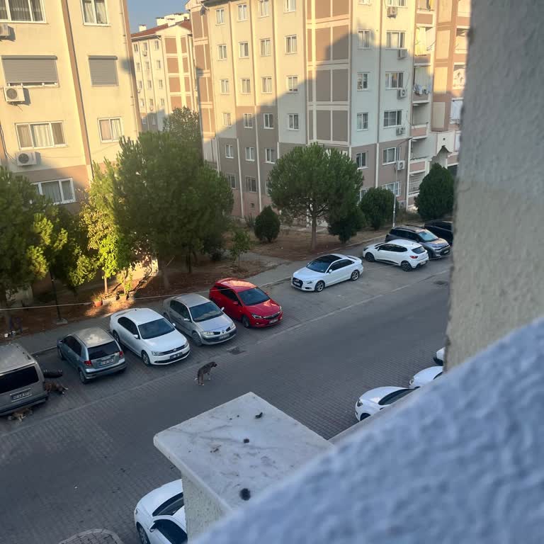 Manisa Büyükşehir Belediyesi Sokaklardaki Köpekler