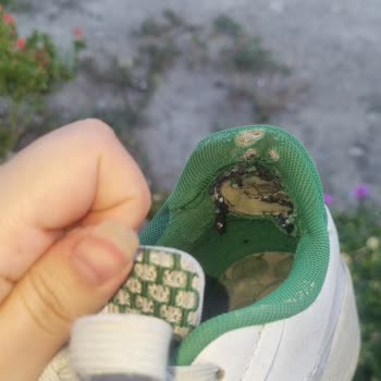 6 Ayda Yıpranan Ayakkabıya Garanti Kapsamında Değişim Talebim Reddedildi