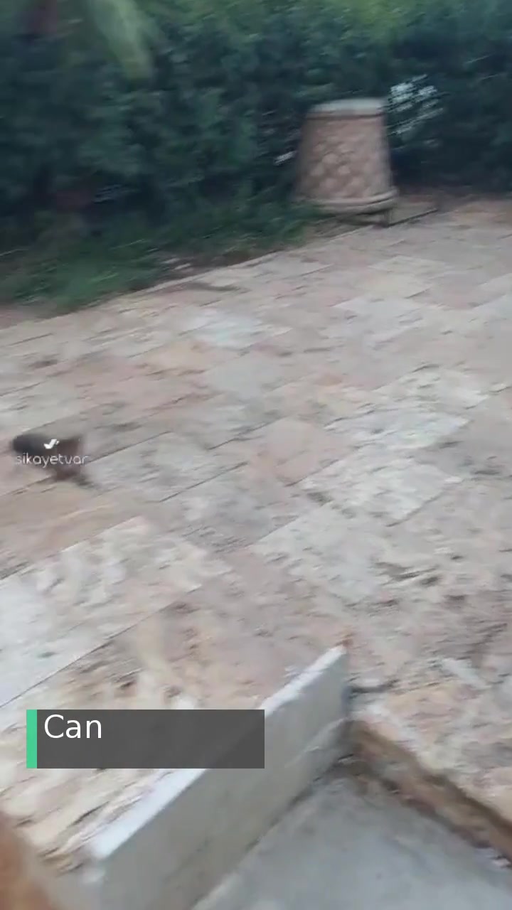 Antalya Konyaaltı Belediyesi Market Önünde Sürekli Kirliğe Neden Olunan Kedi Besleyenler videonun kapak resmi