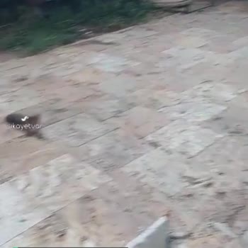 Antalya Konyaaltı Belediyesi Market Önünde Sürekli Kirliğe Neden Olunan Kedi Besleyenler