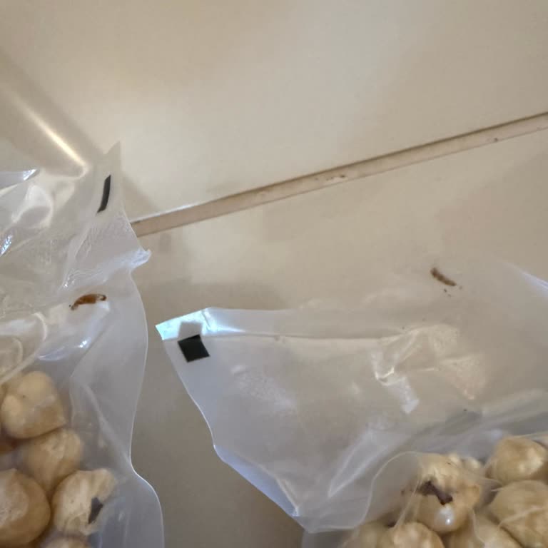 Peynirci Baba Kurtlu Fındık ve Geciken Telafi Süreci Mağduriyeti