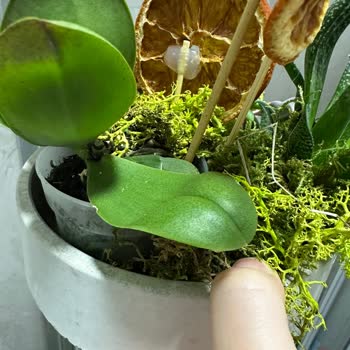 Gönderilen Çiçekler Hayal Kırıklığı Yarattı!