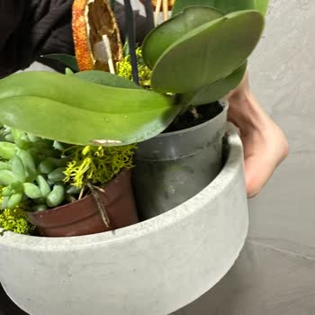 Gönderilen Çiçekler Hayal Kırıklığı Yarattı!