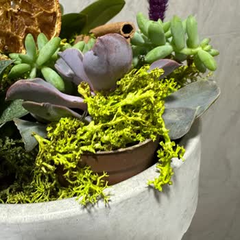 Gönderilen Çiçekler Hayal Kırıklığı Yarattı!