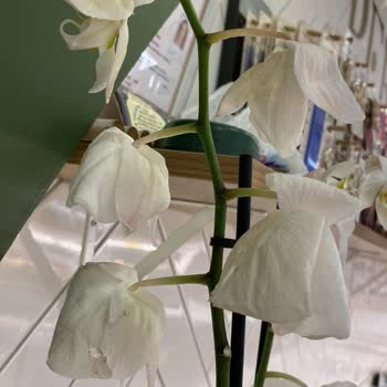 Solmuş Çiçek Teslimatı Hayal Kırıklığı Yarattı