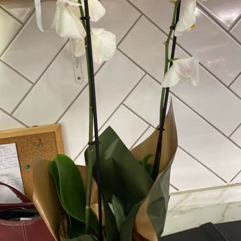 Solmuş Çiçek Teslimatı Hayal Kırıklığı Yarattı