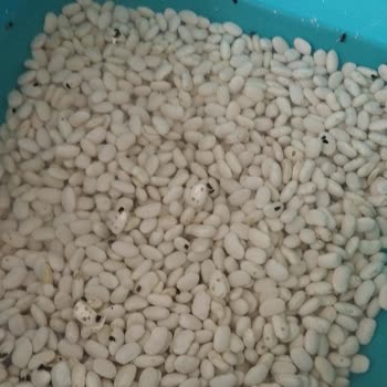 Aldığım Bakliyatta Böceklerle Karşılaşmak Hayal Kırıklığı Yarattı