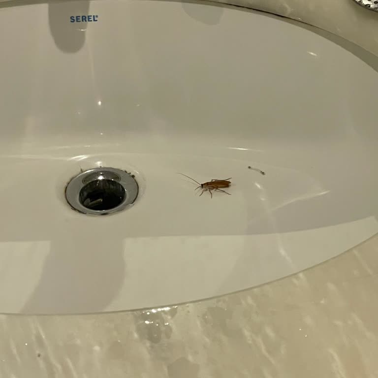 Grand Cortez Resort Hotel'de Resmen Böcek İstilası