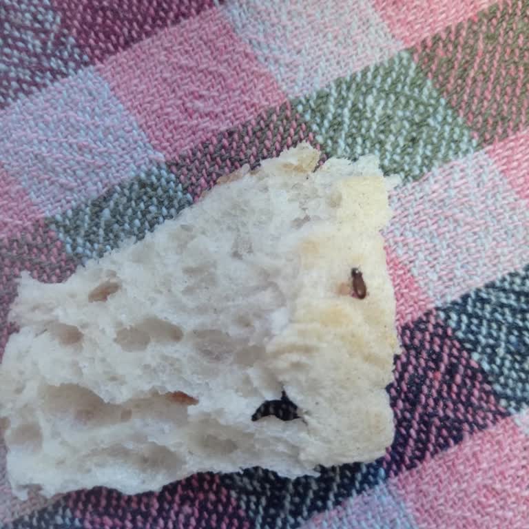 Aynı Fırından İkinci Kez Ekmekten Böcek Çıkması Hijyen Endişesi