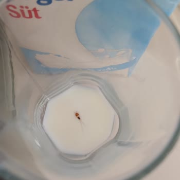 Aldığım Sütün İçinden Böcek Çıktı, Ürün Değişimi Talep Ediyorum