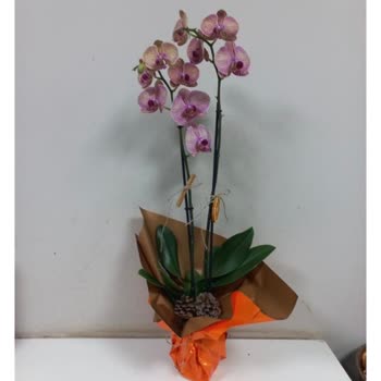 Sipariş Edilen Orkide Görseldekiyle Uyuşmuyor, Çözüm Bekliyorum