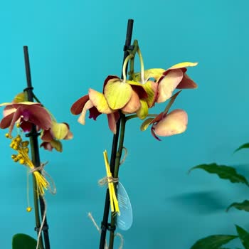 Teslimat Gecikmesi Ve Kalitesiz Ürün Nedeniyle Hayal Kırıklığı