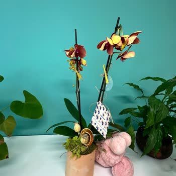 Teslimat Gecikmesi Ve Kalitesiz Ürün Nedeniyle Hayal Kırıklığı