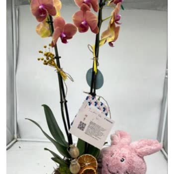 Teslimat Gecikmesi Ve Kalitesiz Ürün Nedeniyle Hayal Kırıklığı