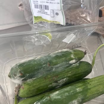 Küflü Ürün Ve Yetersiz Telafi: Müşteri Memnuniyeti Göz Ardı Edildi