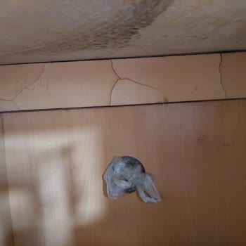 Su Baskını Sonrası Eksik Sigorta Ödemesiyle Yaşanan Mağduriyet Ve Hakkımızın Teslimini Talep Ediyoruz