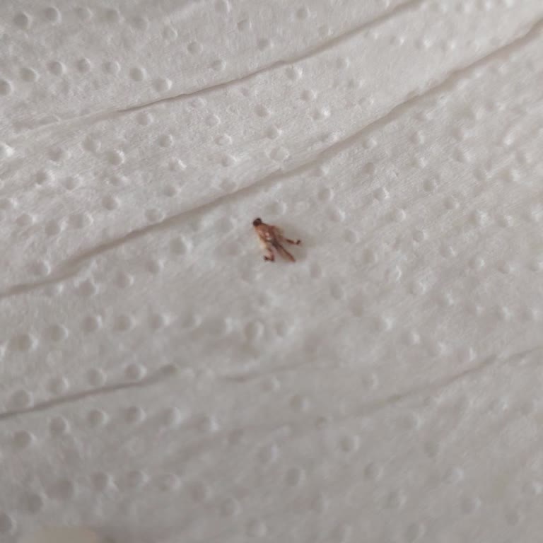 Aldığım Pirinç Paketinden Böcek Ve Taş Çıkması Hayal Kırıklığı Yarattı