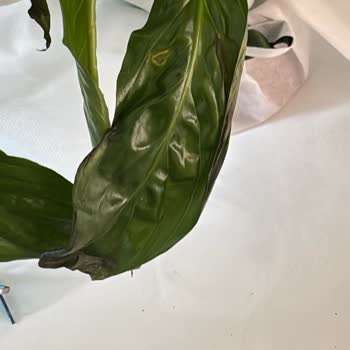 Kusurlu Ürün Teslimatı ve İade Sorunu Hakkında Şikayet