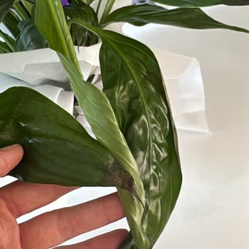 Kusurlu Ürün Teslimatı ve İade Sorunu Hakkında Şikayet