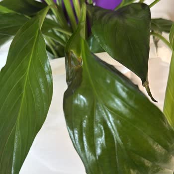 Kusurlu Ürün Teslimatı ve İade Sorunu Hakkında Şikayet