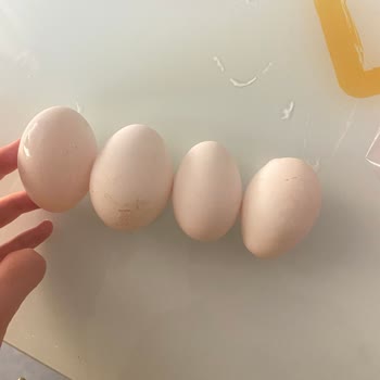 Yiğitler Çiftliği Yumurtalar L Boy Değildi