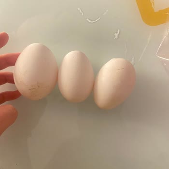 Yiğitler Çiftliği Yumurtalar L Boy Değildi