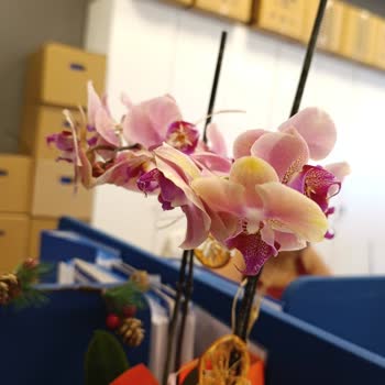 Yanlış Ve Solmuş Orkide Gönderimi, Ücret İadesi Talebi