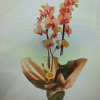 Yanlış Ve Solmuş Orkide Gönderimi, Ücret İadesi Talebi