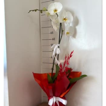 Yanlış Ürün Teslimatı Ve Yetersiz Müşteri Hizmetleri Nedeniyle Hayal Kırıklığı