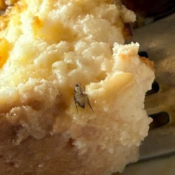 Köfteci Yusuf Sirkeci Şubesi'nde Tatlıdan Böcek Çıkması Ve Hijyen Sorunu