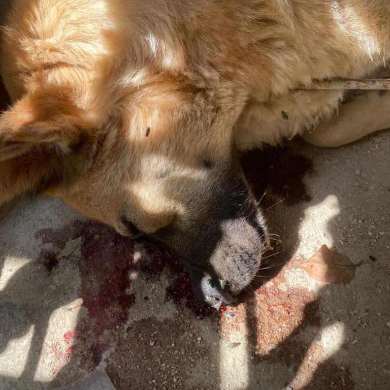 Defne Belediyesi'nin Sokak Hayvanlarına Yönelik Vahşi Uygulamaları Ve İhmaline Tepki