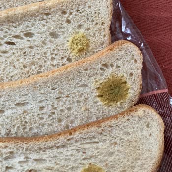 Son Kullanma Tarihi Geçmemiş Ekmeğin Küflü Çıkması Hayal Kırıklığı Yarattı