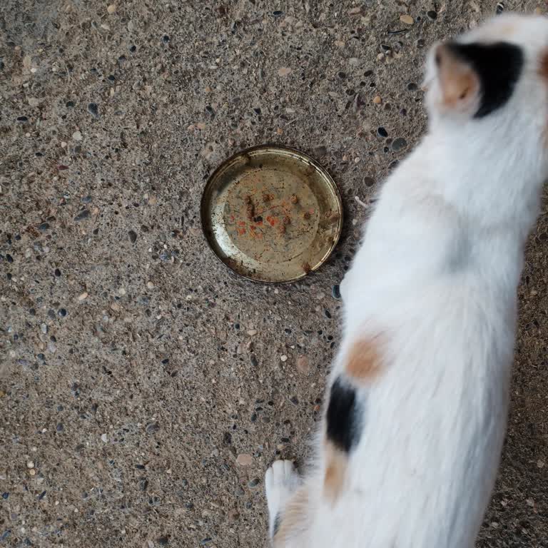 Kedilerimin Yemediği Mama İçin Para İadesi Talebime Dönüş Yapılmıyor