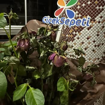 Çiçek Sepeti Solmuş Gül İçin Yetersiz Telafi Ve Hayal Kırıklığı